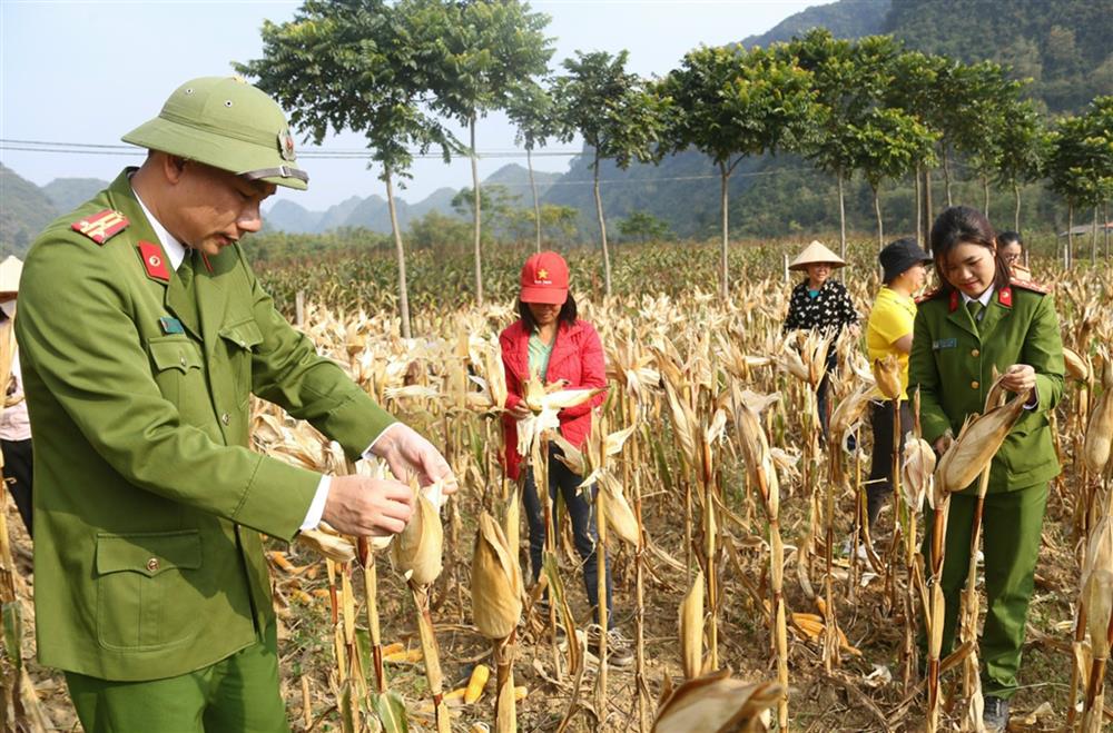 Thượng tá Vũ Mạnh Hùng, Trưởng Công an huyện Bắc Sơn cùng cán bộ, chiến sỹ giúp nhân dân thôn An Ninh thu hoạch nông sản.