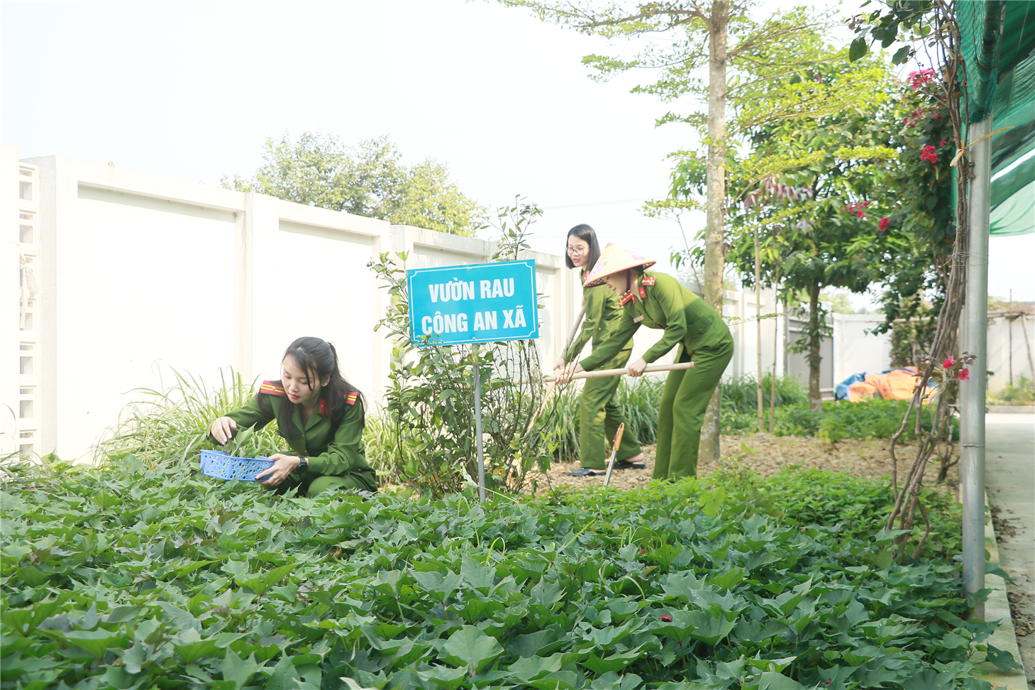 Chị em hội viên dành thời gian sau giờ làm việc để chăm sóc vườn rau xanh trong khuôn viên Công an phường
