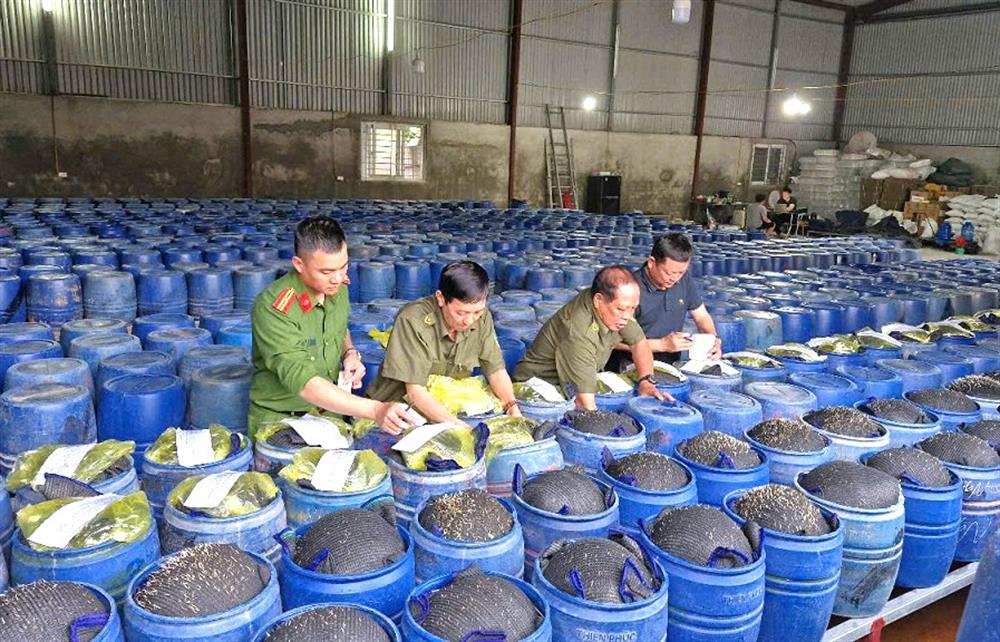 Lực lượng chức năng tiến hành niêm phong tang vật – các thùng chứa giá đỗ ngâm hóa chất.