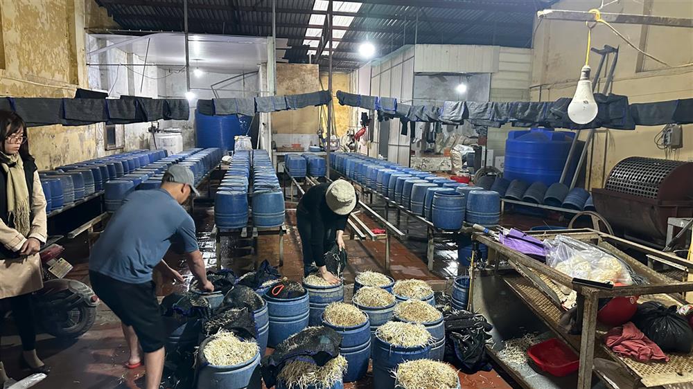 Cơ sở của Đạt sản xuất và thu hoạch một ngày khoảng 500kg giá đỗ thành phẩm.