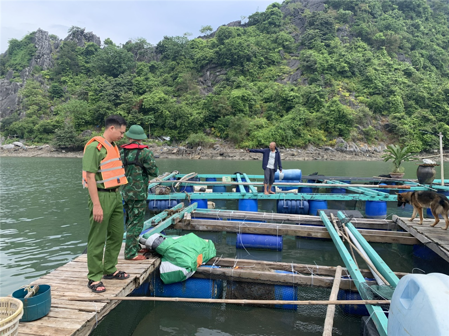 Công an huyện Cát Hải phối hợp với các lực lượng giúp dân chằng buộc lồng bè cá, cố định nhà, hướng dẫn dân vào nơi trú bão, tuần tra kiểm soát hướng dẫn phương tiện vào khu vực neo đậu tránh bão.