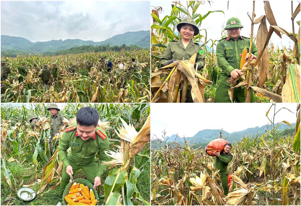 Công an xã Tô Mậu giúp bà con thu hoạch vụ ngô.