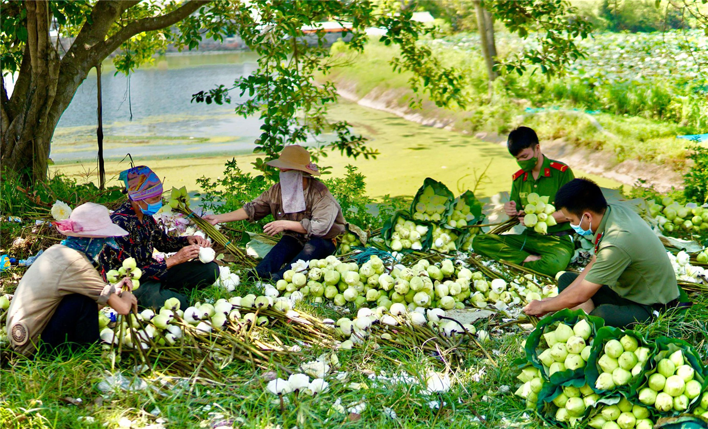 Lực lượng thanh niên công an huyện Ứng Hòa (Hà Nội) giúp người dân thôn Dũng Cảm, xã Trung Tú thu hoạch hoa sen trong những ngày thực hiện giãn cách xã hội.